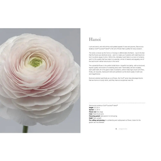 Ranunculus: Beautiful Varieties For Home and Garden