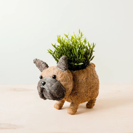 French Bulldog Coco Coir Animal Planter